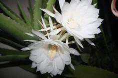 indias-6-rarest-s_1742976606137992631.webp