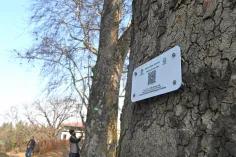 kashmirs-chinar-t_1742886823502113972.webp