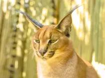 rare-wild-cat-redisc_174246939529818914.webp