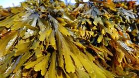 seaweed-absorbs-carb_1743406381442340675.webp