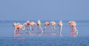 stunning-flamingo-ph_1744878688307911467.webp