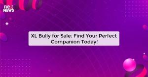 xl-bully-for-sale-f_1719821547219259140.webp