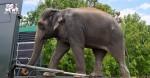 Madhuri the Elephant Completes Treatment at Vantara, Returns Home to Maharashtra madhuri-the-elephant_1789149404926595806.webp
